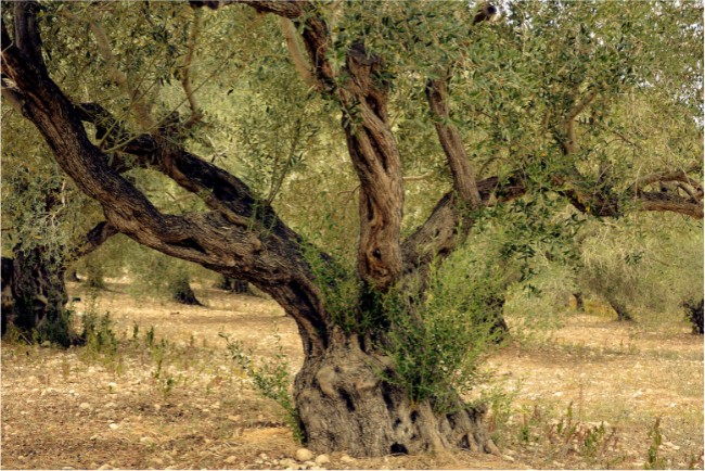 Olio extravergine di olivo nella storia